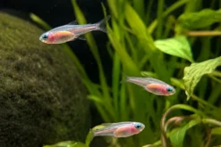 Oranger Neonsalmler, Paracheirodon innesi orange