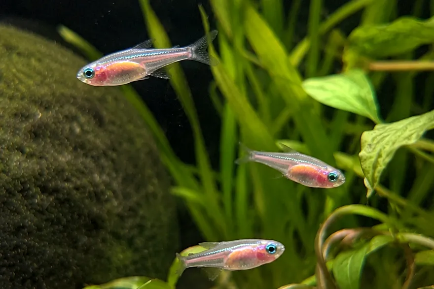 Oranger Neonsalmler, Paracheirodon innesi orange