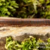 Oranger Piphun-Tausendfüßer, Spirobolus sp. “Orange Piphun”