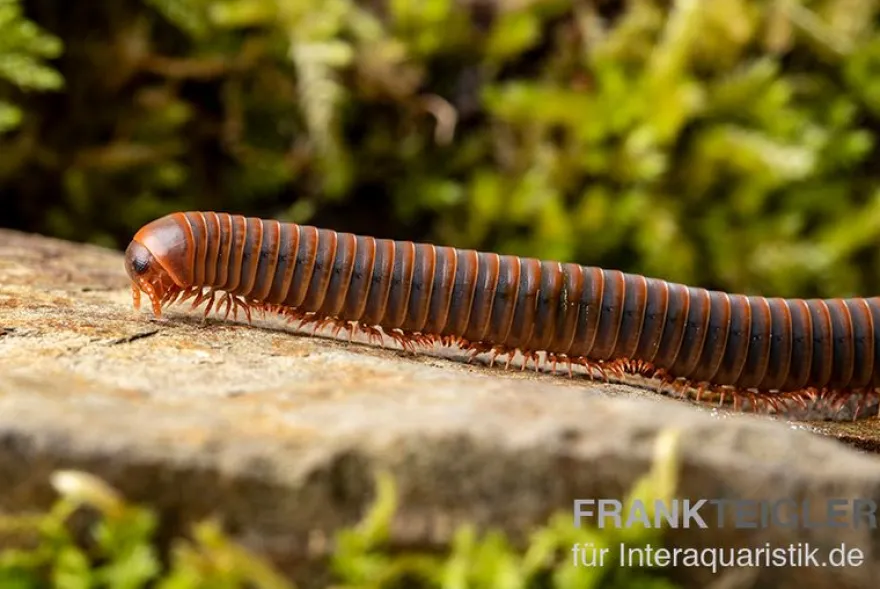 Oranger Piphun-Tausendfüßer, Spirobolus sp. “Orange Piphun”