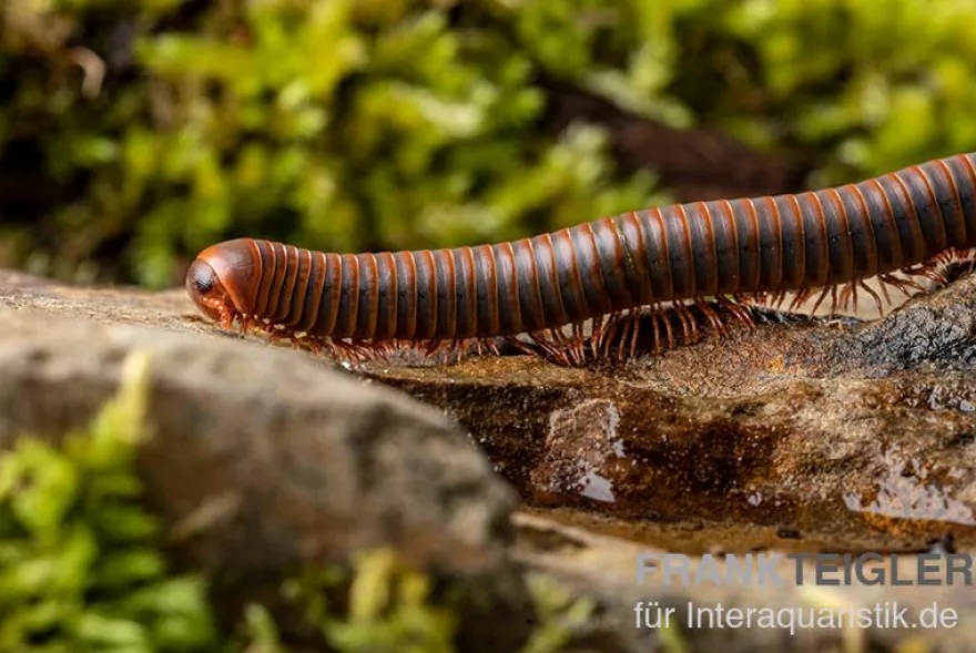 Oranger Piphun-Tausendfüßer, Spirobolus sp. “Orange Piphun”