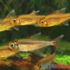 Oranger Rotflossensalmler, Hemigrammus sp. Yurimaguas