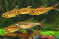 Oranger Rotflossensalmler, Hemigrammus sp. Yurimaguas