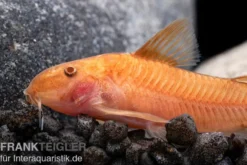 Oranger Schmerlenpanzerwels, Aspidoras sp. C125 orange, DNZ