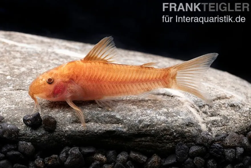 Oranger Schmerlenpanzerwels, Aspidoras sp. C125 orange, DNZ
