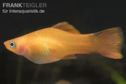 Oranger Schwertträger, Xiphophorus helleri, Zufällig ausgewählt