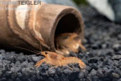 Oranger Zwergflußkrebs - Cambarellus CPO-Paar + bepflanzte Kokosnusshöhle