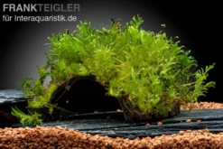 Oranger Zwergflußkrebs - Cambarellus CPO-Paar + bepflanzte Kokosnusshöhle