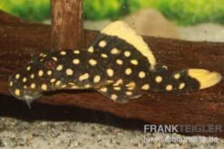 Orangesaum-Prachtharnischwels, Baryancistrus xanthellus L18, 4-8 cm