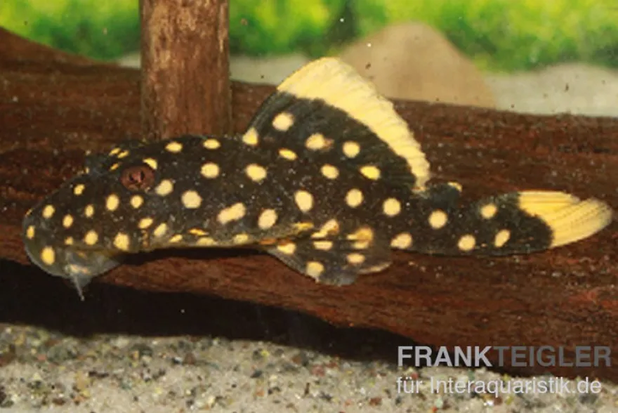 Orangesaum-Prachtharnischwels, Baryancistrus xanthellus L18, 4-8 cm
