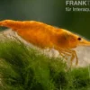 Orange Skunk Garnele, Neocaridina davidi Orange Skunk