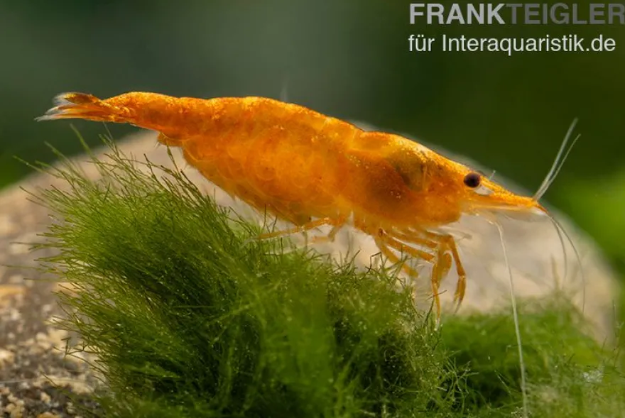 Orange Skunk Garnele, Neocaridina davidi Orange Skunk