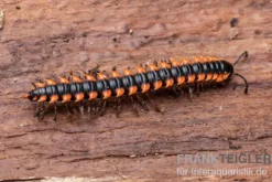 "Orange Spike"-Bandfüßer, Orthomorpha sp. “OrangeSpike”