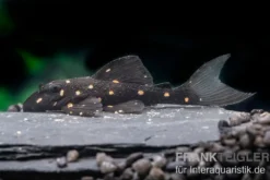 Orange Spot Pleco, LDA31, Panaqolus albomaculatus