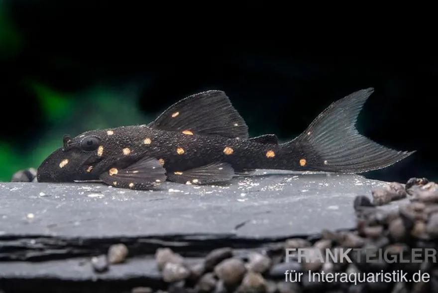 Orange Spot Pleco, LDA31, Panaqolus albomaculatus