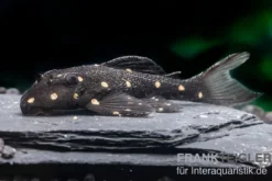 Orange Spot Pleco, LDA31, Panaqolus albomaculatus