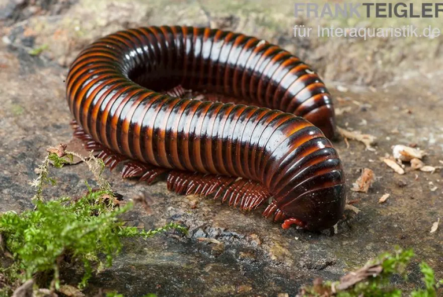 Orange-Striped-Millipede, Spirostreptus hamatus