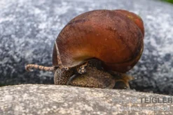 Orange Sumpfdeckelschnecke, Viviparus spec.