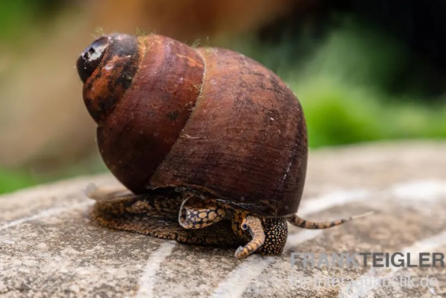 Orange Sumpfdeckelschnecke, Viviparus spec.