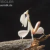 Orchideenmantis, Hymenopus coronatus
