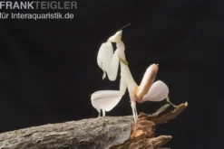 Orchideenmantis, Hymenopus coronatus