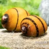 O-Ring-Rennschnecke, Neritina sp.