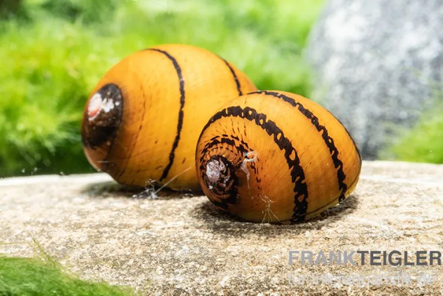 O-Ring-Rennschnecke, Neritina sp.