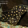 Orinoco-Engelsharnischwels, L201, Hypancistrus cf. inspector, 4-5 cm