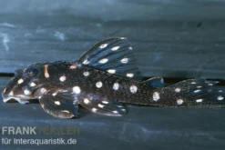 Orinoco-Engelsharnischwels, L201, Hypancistrus cf. inspector, 4-5 cm