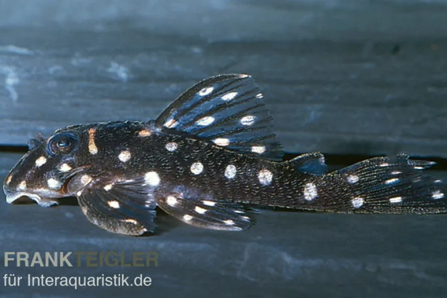 Orinoco-Engelsharnischwels, L201, Hypancistrus cf. inspector, 4-5 cm