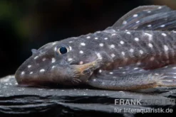 Orinoco-Engelsharnischwels, L201, Hypancistrus cf. inspector, 4-5 cm