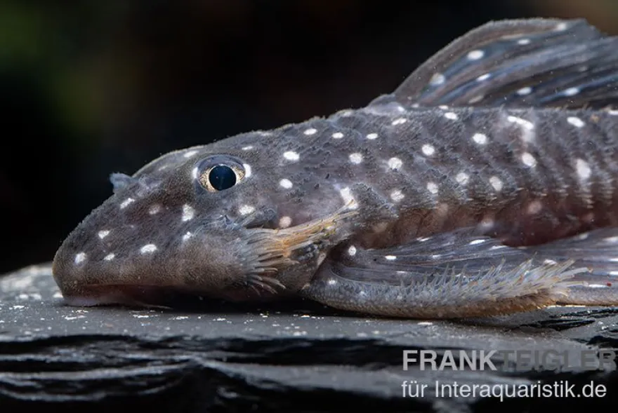 Orinoco-Engelsharnischwels, L201, Hypancistrus cf. inspector, 4-5 cm