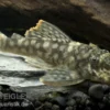 Orinoko-Guyanaharnischwels, Guyanancistrus guahiborum "L106"