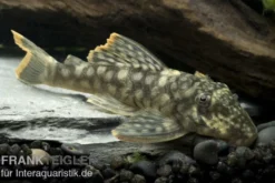 Orinoko-Guyanaharnischwels, Guyanancistrus guahiborum "L106"