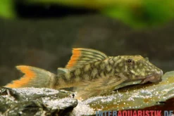 Orinoko-Guyanaharnischwels, Guyanancistrus guahiborum