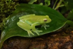 Orinoko-Limettenlaubfrosch, Sphaenorhynchus lacteus