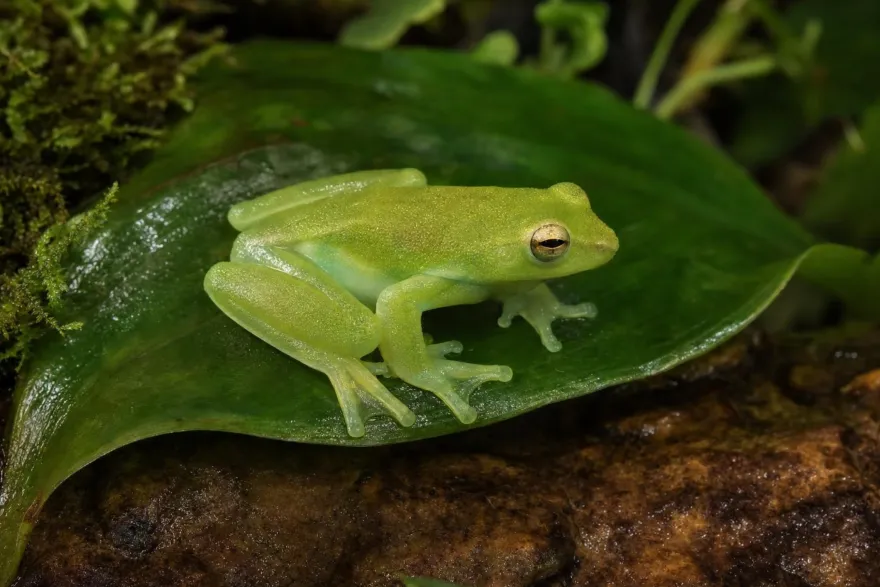 Orinoko-Limettenlaubfrosch, Sphaenorhynchus lacteus