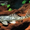 Orinoko-Saugwels, Peckoltia lujani "L127", 4-6 cm