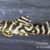 Orinoko-Tigerharnischwels, L199, Hypancistrus furunculus, 5-6 cm