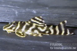 Orinoko-Tigerharnischwels, L199, Hypancistrus furunculus, 5-6 cm