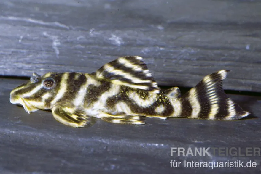 Orinoko-Tigerharnischwels, L199, Hypancistrus furunculus, 5-6 cm