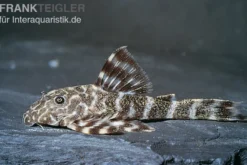 Orinoko Zwergschilderwels, L202, Peckoltia lineola