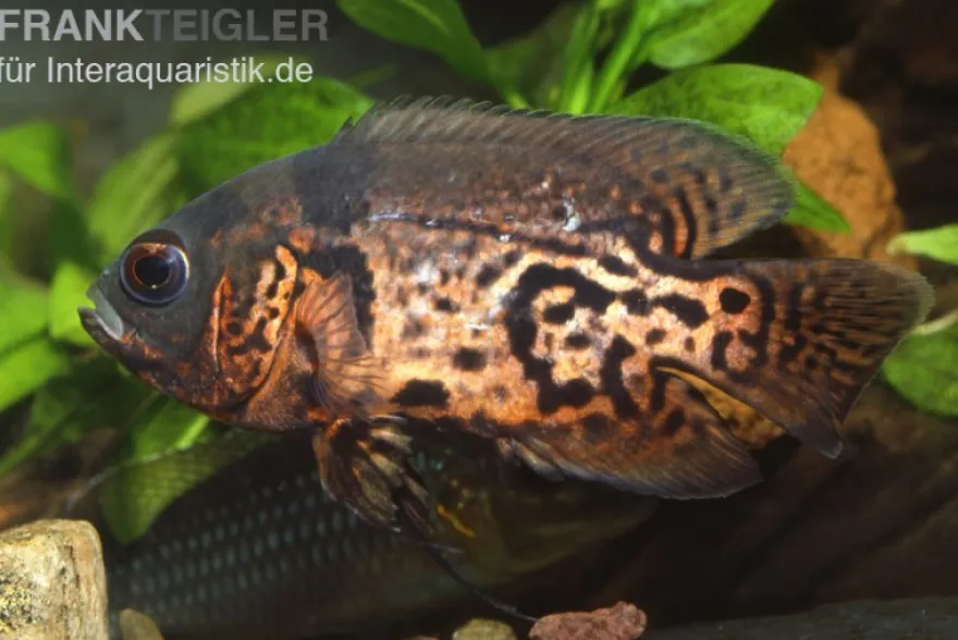 Oscar Rot-Tiger, Astronotus ocellatus