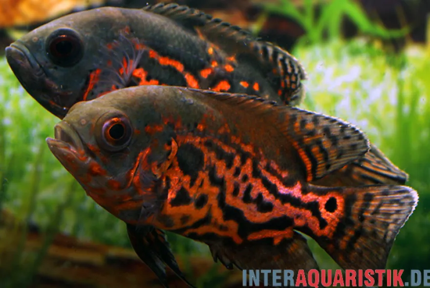 Oscar Rot-Tiger, Astronotus ocellatus