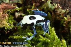 Oyapock Färberfrosch, Dendrobates tinctorius Oyapock