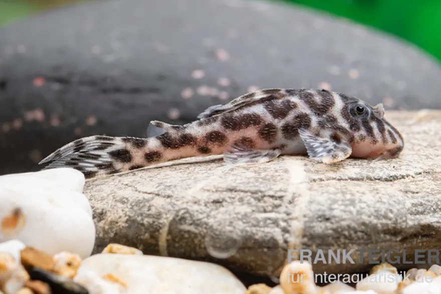 Ozelot-Harnischwels, Hypancistrus spec. L174, 3-4 cm