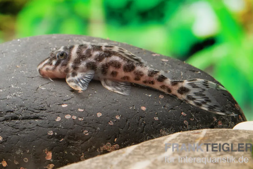 Ozelot-Harnischwels, Hypancistrus spec. L174, 3-4 cm