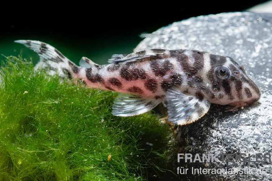 Ozelot-Harnischwels, Hypancistrus spec. L174, 3-4 cm