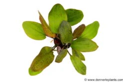 Ozelot-Schwertpflanze, Echinodorus sp.Ozelot, XXL Mutterpflanze