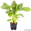 Ozelot-Schwertpflanze, Echinodorus sp.Ozelot, XL Pflanze